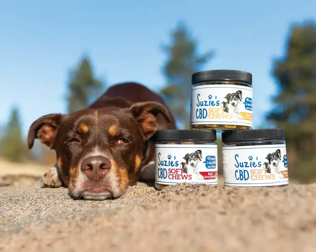 Dog with CBD supplements