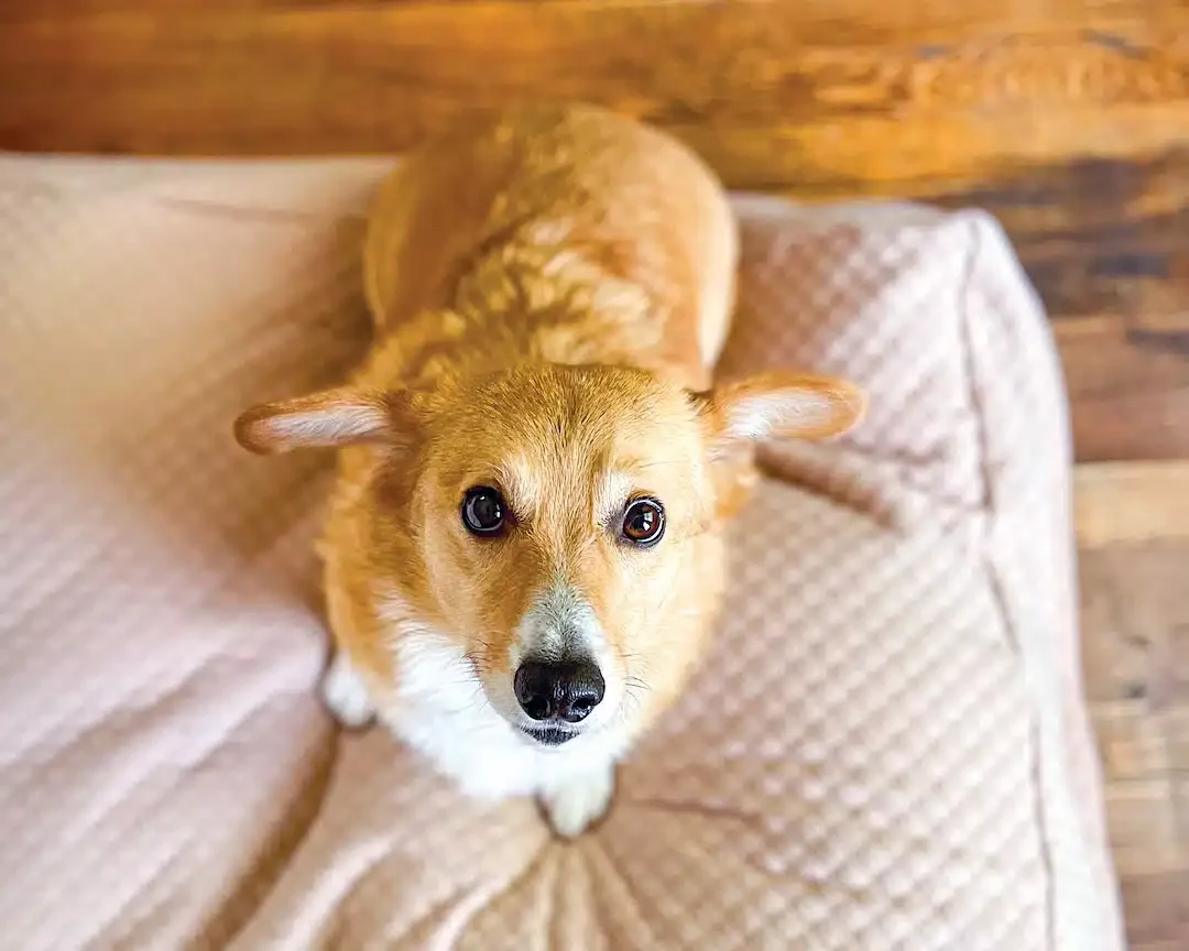 Dog on bed