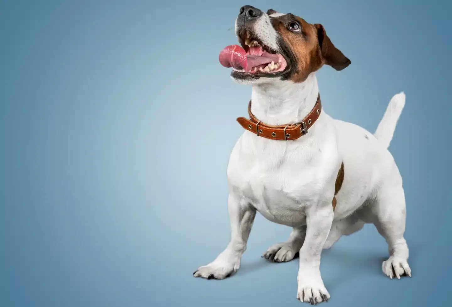 6 Reasons Purina Pro Plan AdvantEDGE Stands Out for Adult and Senior Dogs