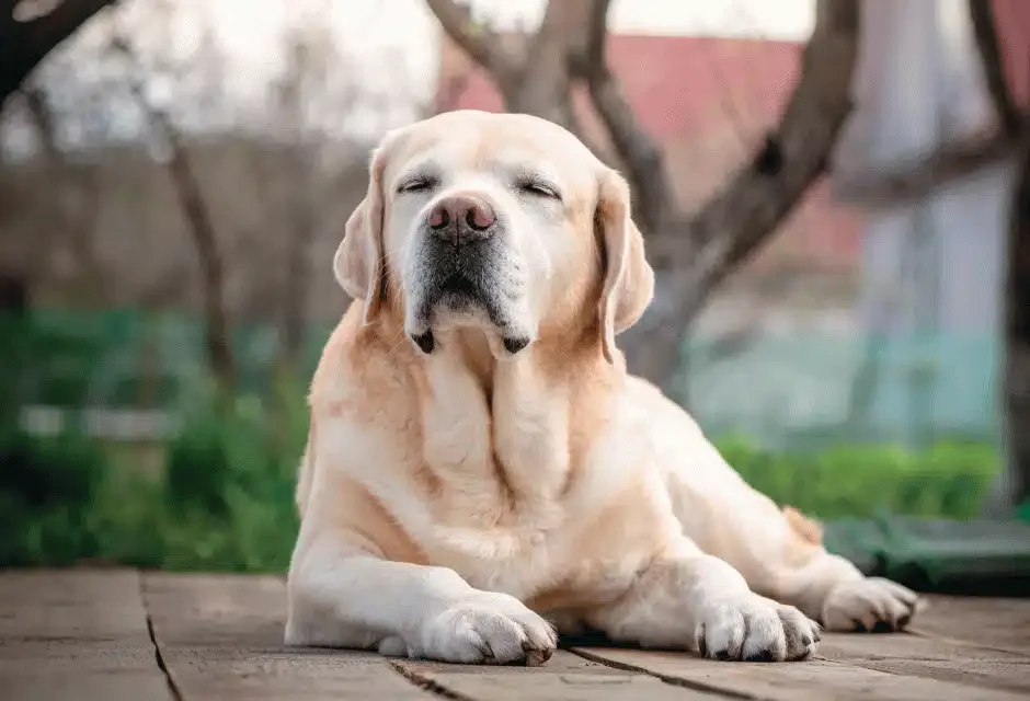 old labrador retriever with his eyes closed lying outside