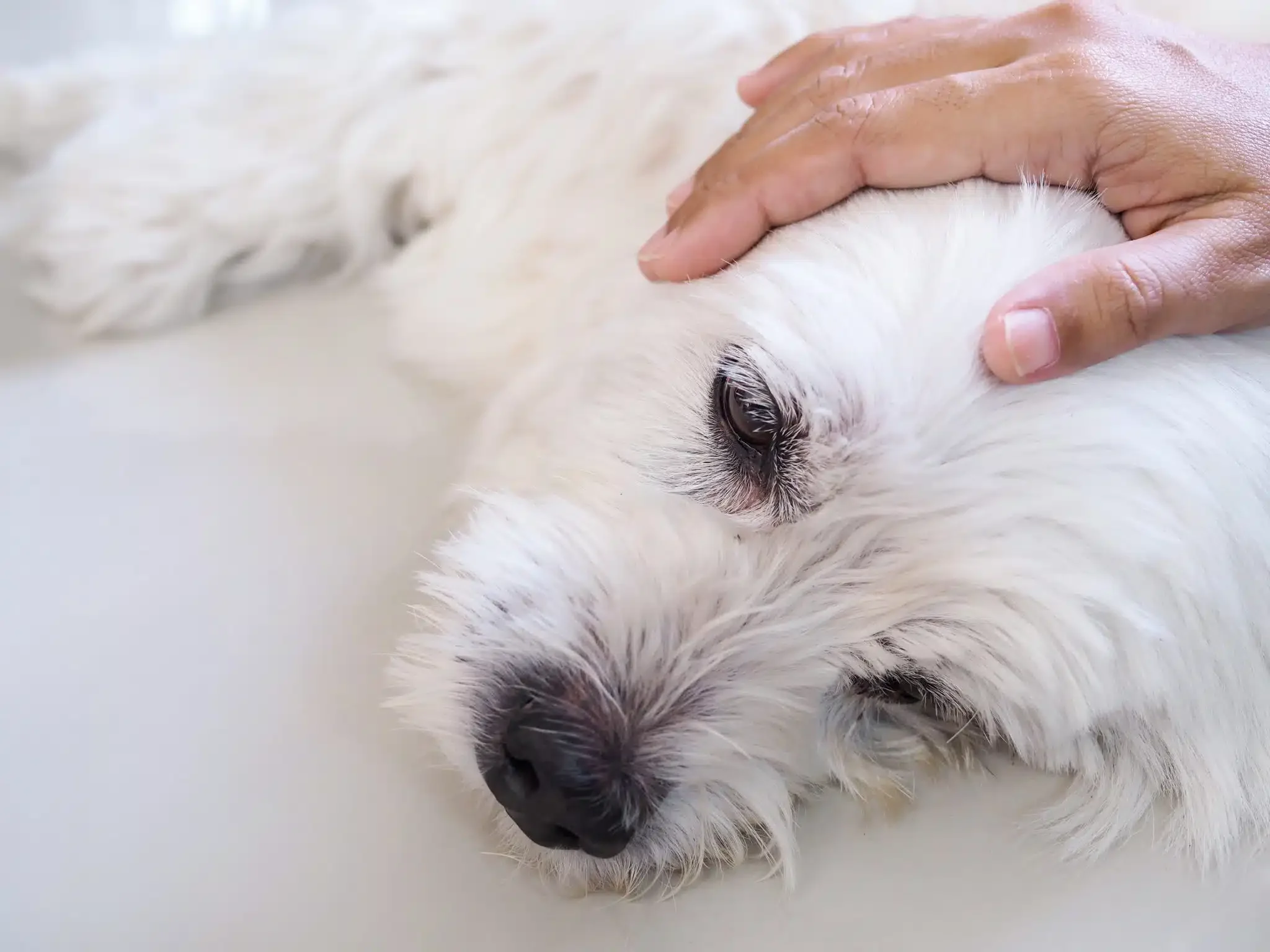 white dog is sick and sleeping on floor, Caring for pets with love and care.