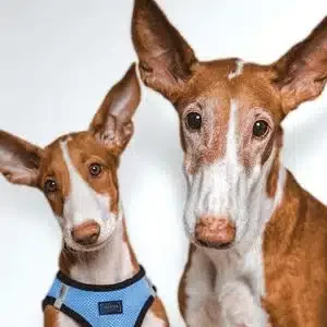 Viagen dog cloning