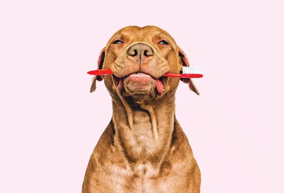 dog with toothbrush