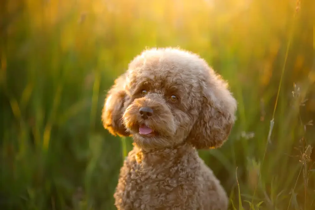 happy dog