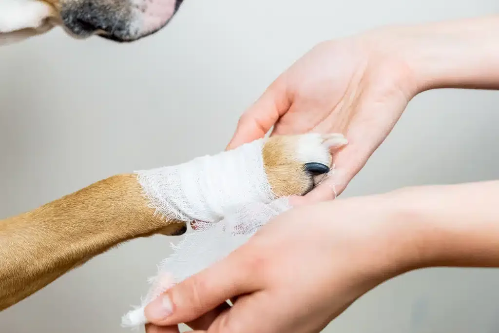dog being bandaged