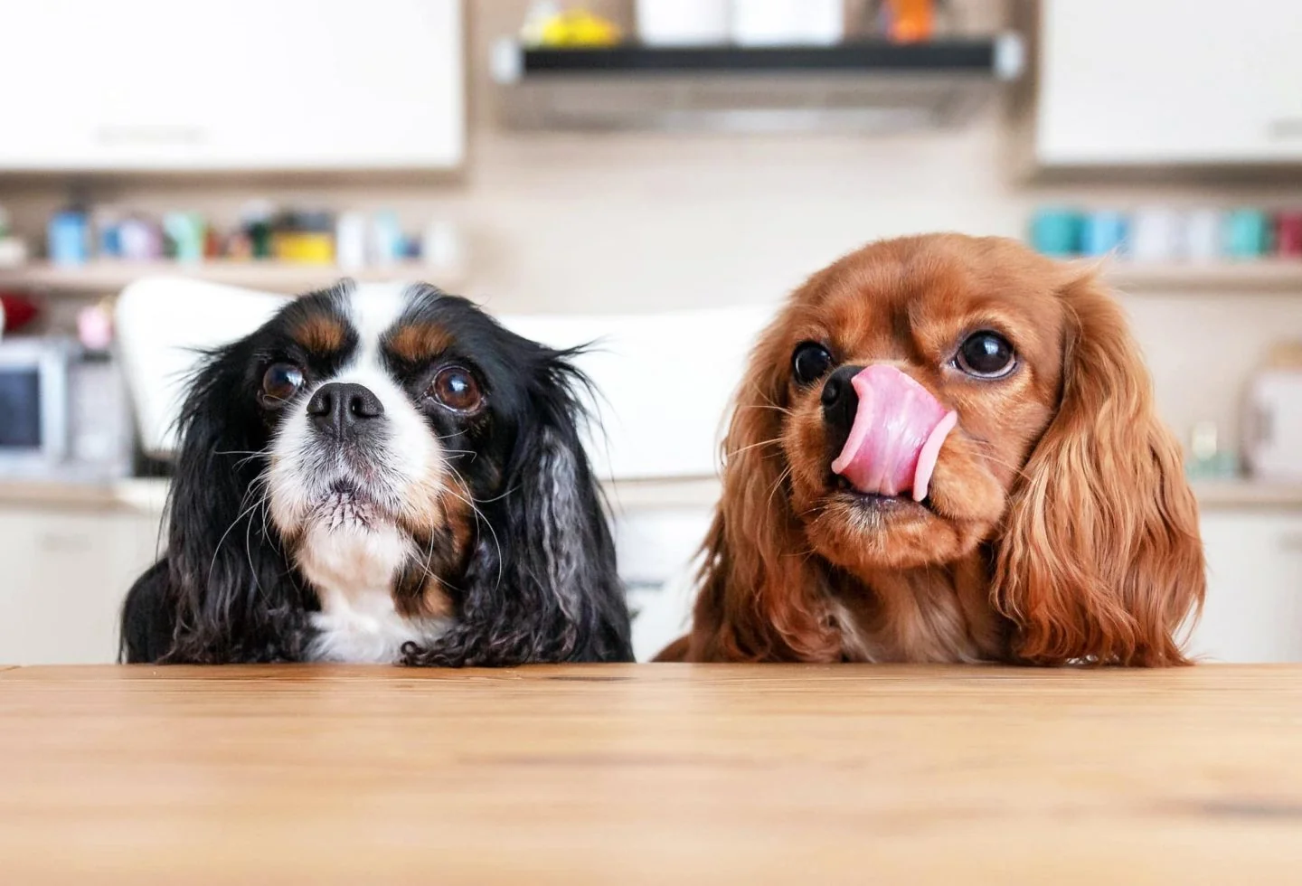 Can My Dog Eat That? 7 People Foods Explained