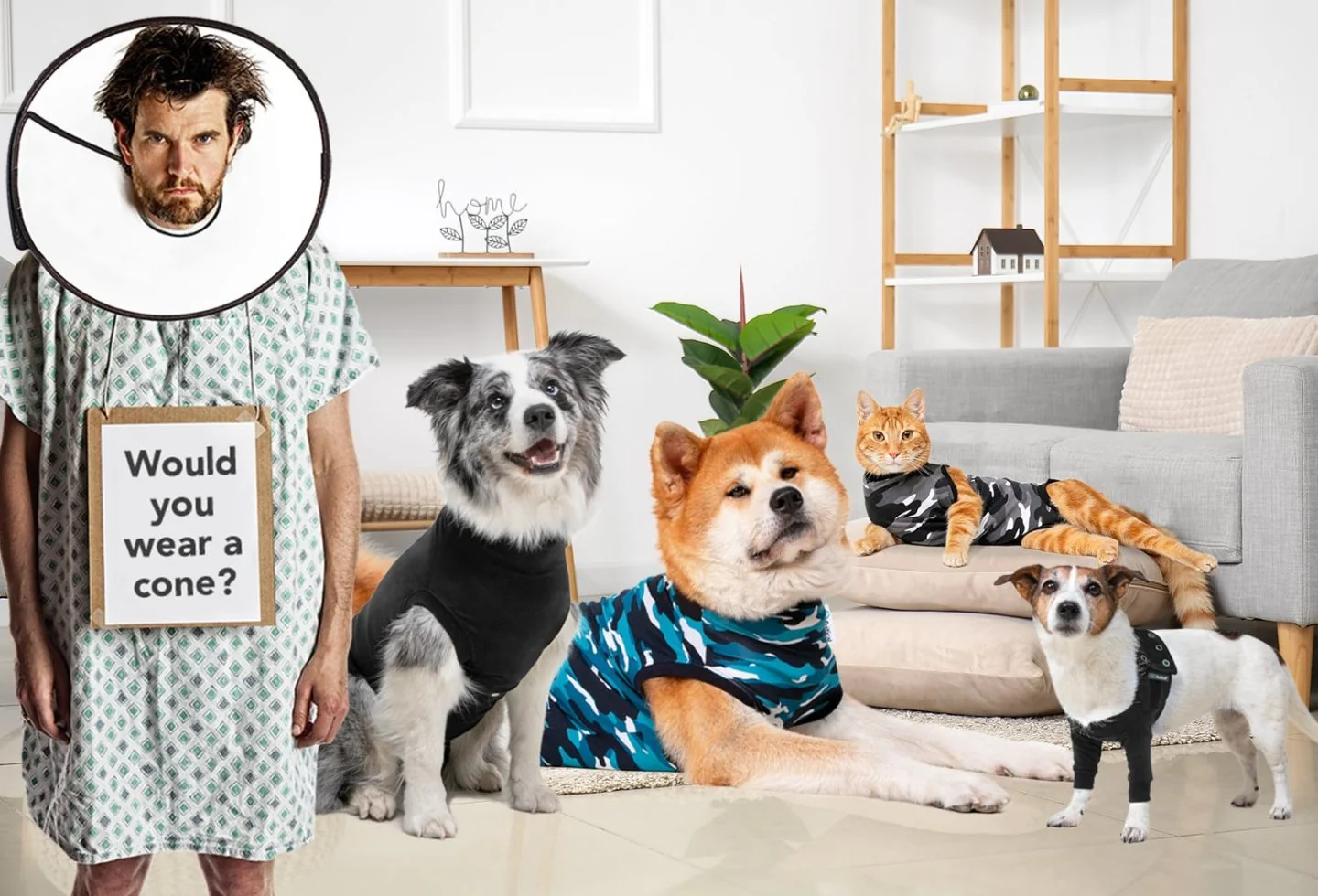 “Cone of Shame” Alternative Recovery doesn't have to be stressful!