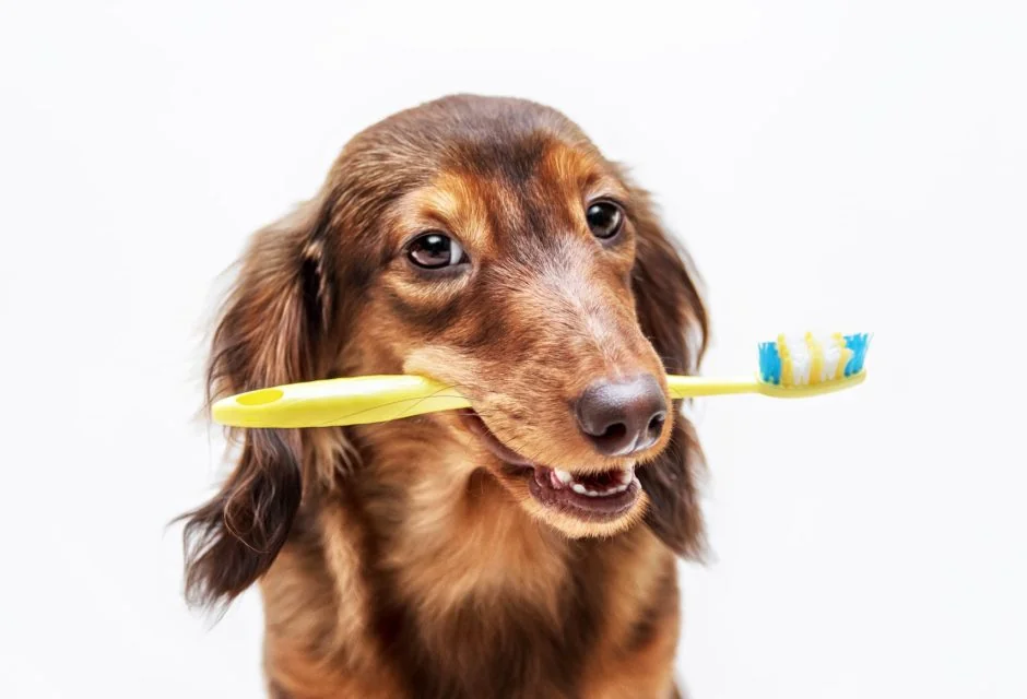 dachshund dog with toothbrush