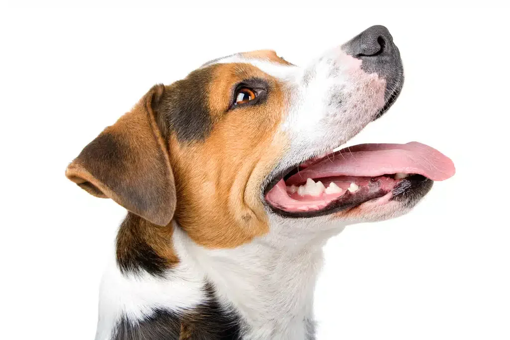 happy dog with healthy teeth. dog dental care