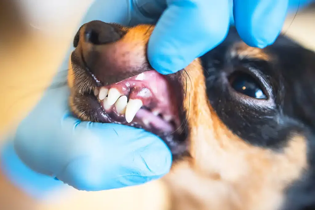 dog having dental exam