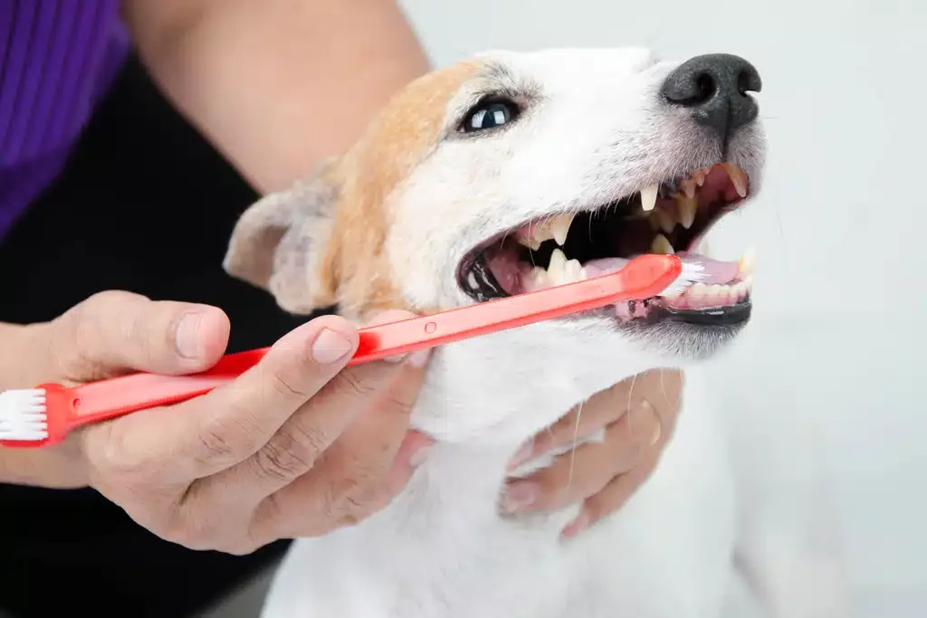 dog tooth brushing