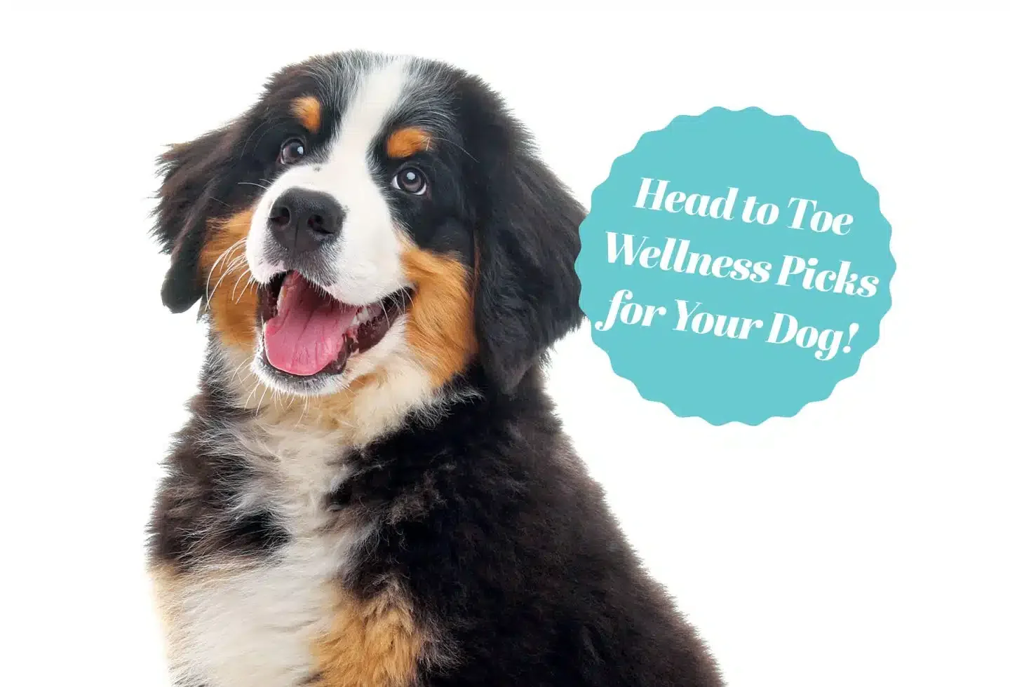 Healthy Paws: Top Dog Wellness Picks for a Livelier, Joyful Pup