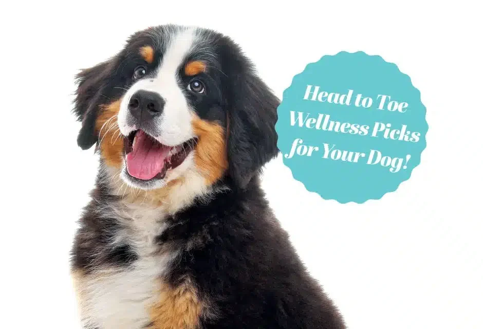 health and wellness picks for dogs