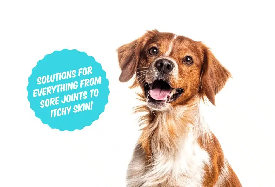 Happy brittany spaniel dog panting and sitting on a white background