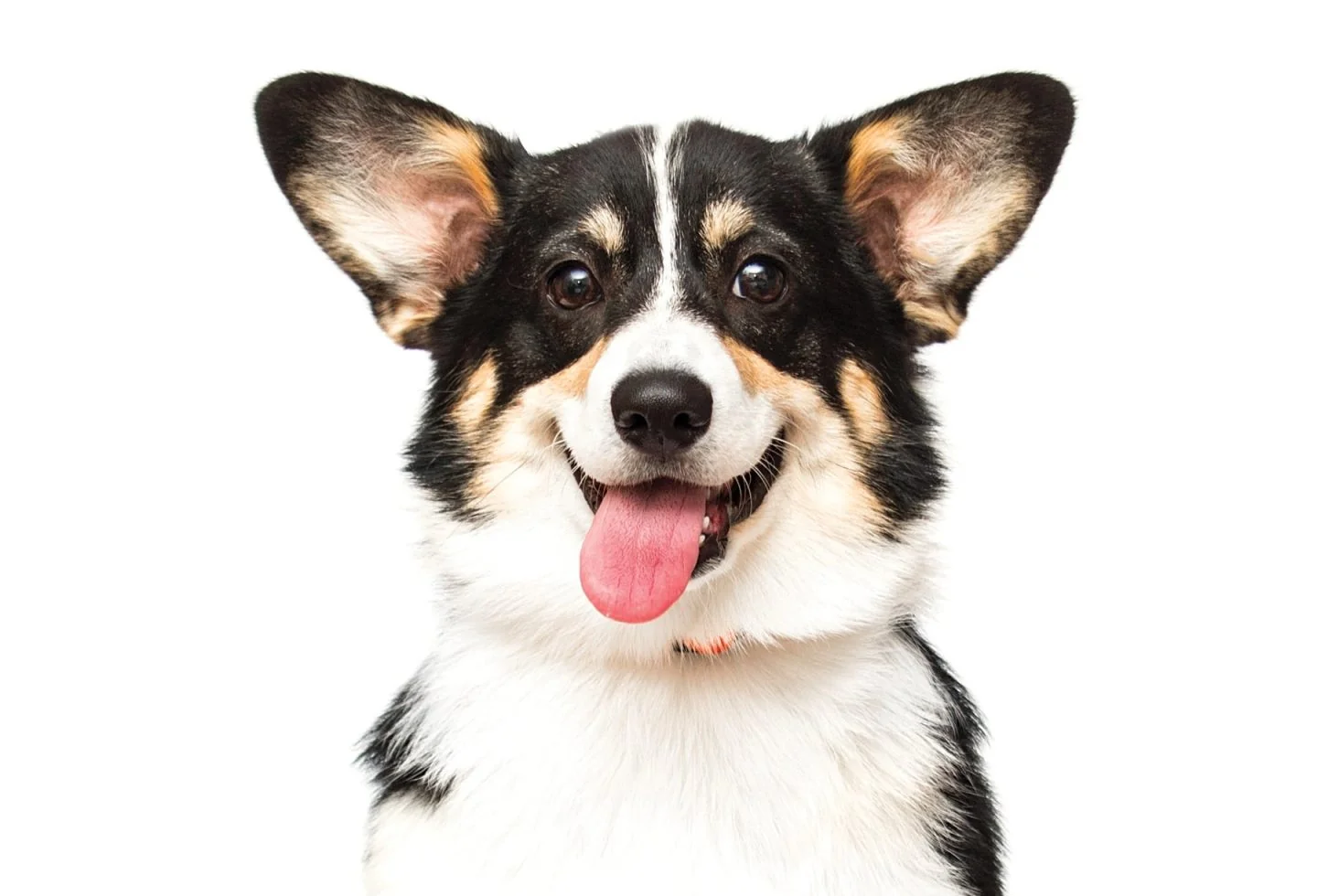Healthy Paws – Fall/Winter 2024/25 Wellness Picks