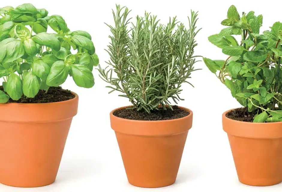Herbs that are good for dogs