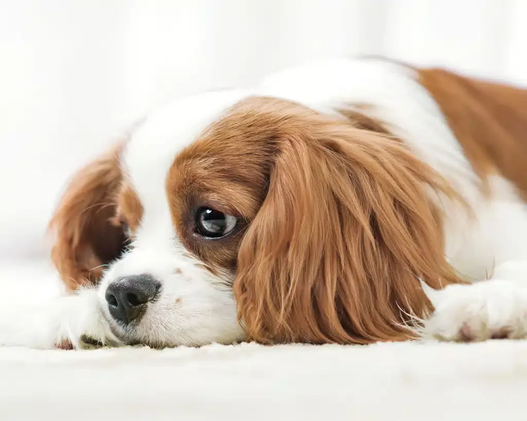 sad puppy