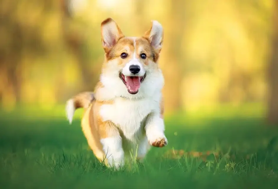 happy corgi