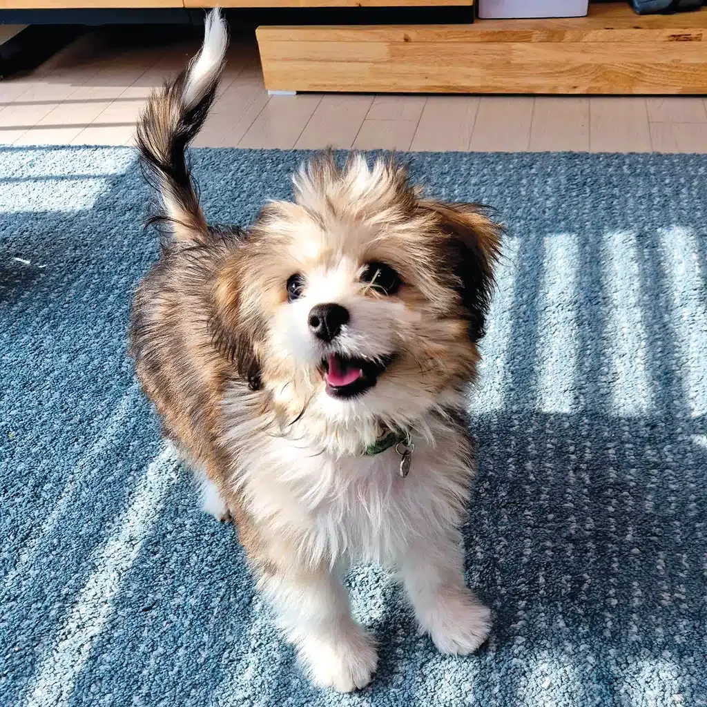 happy puppy