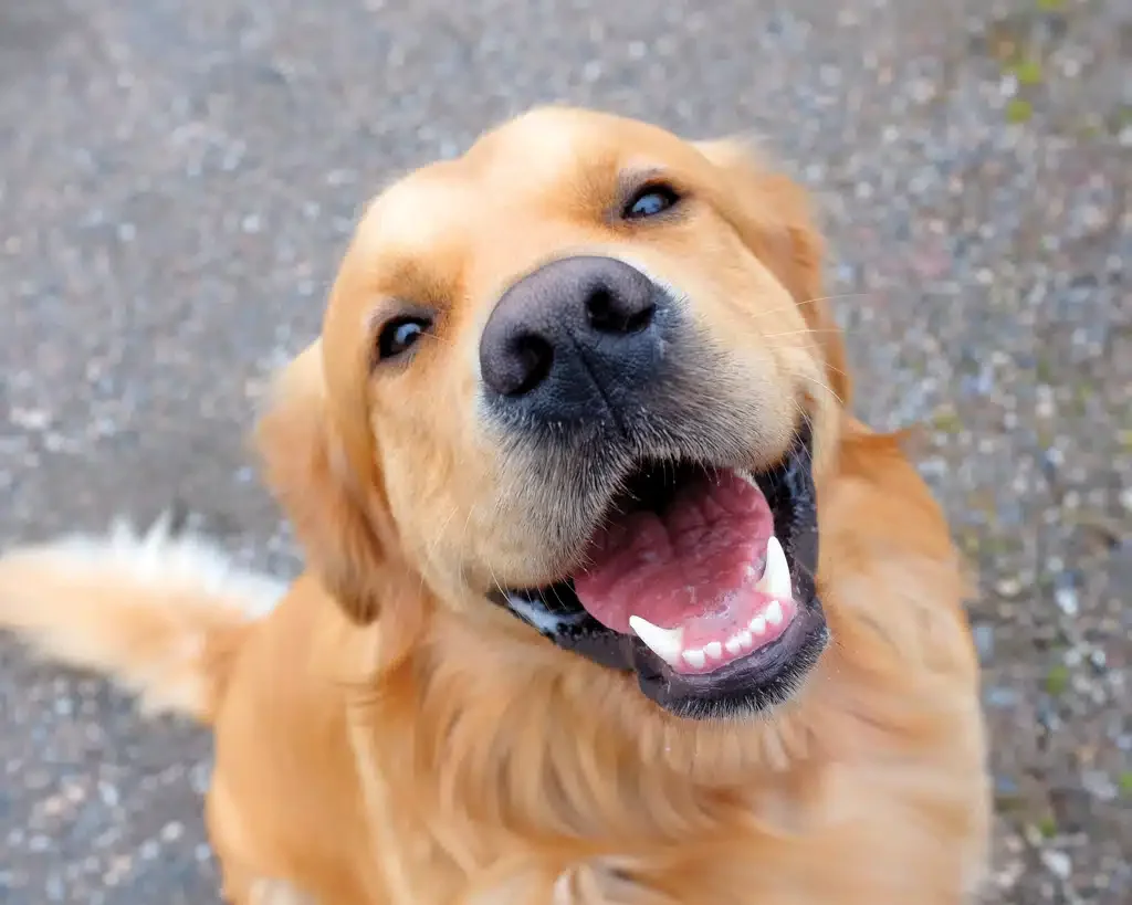 happy golden retriever