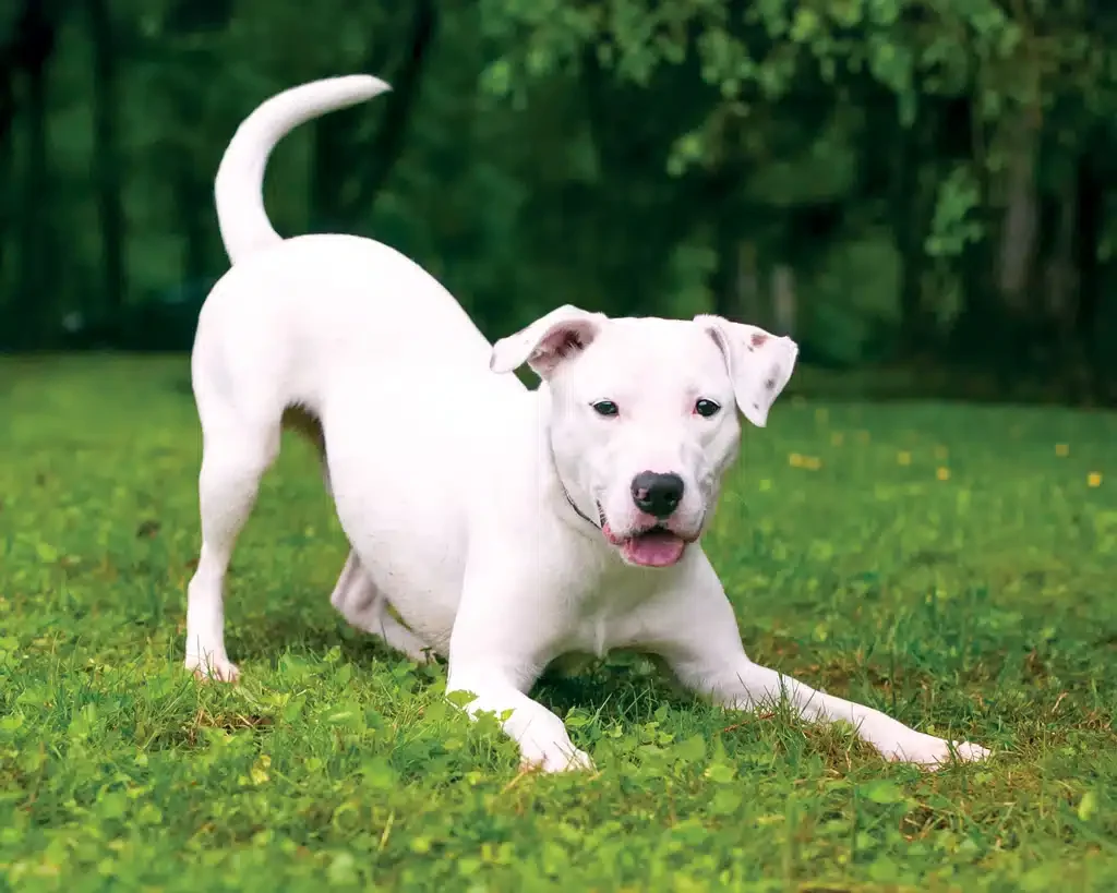 dog play bowing