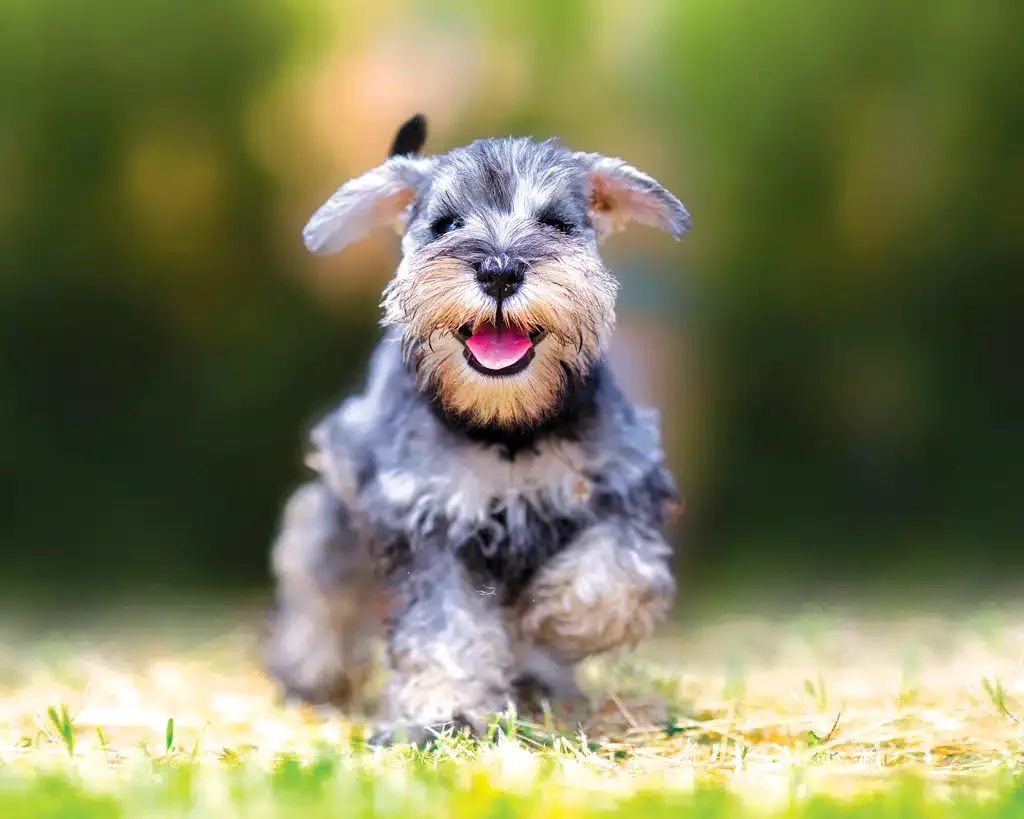 happy dog