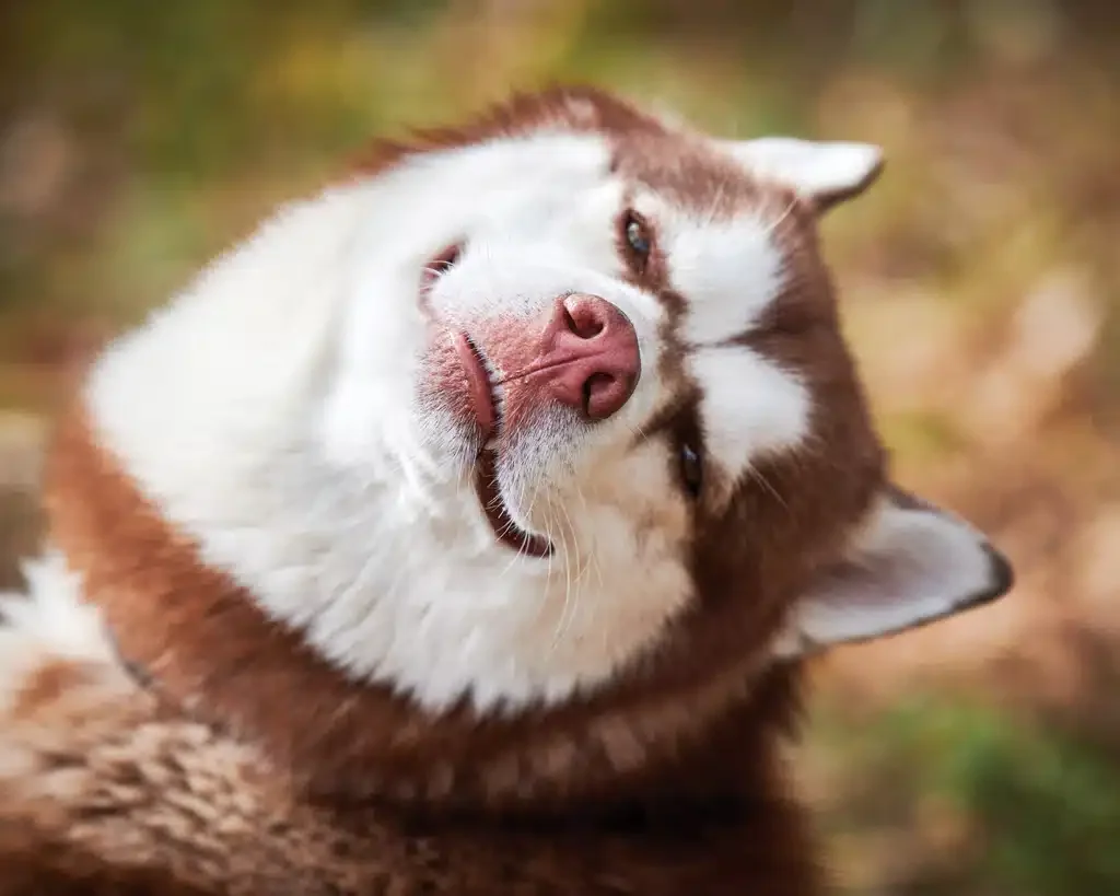 happy husky dog