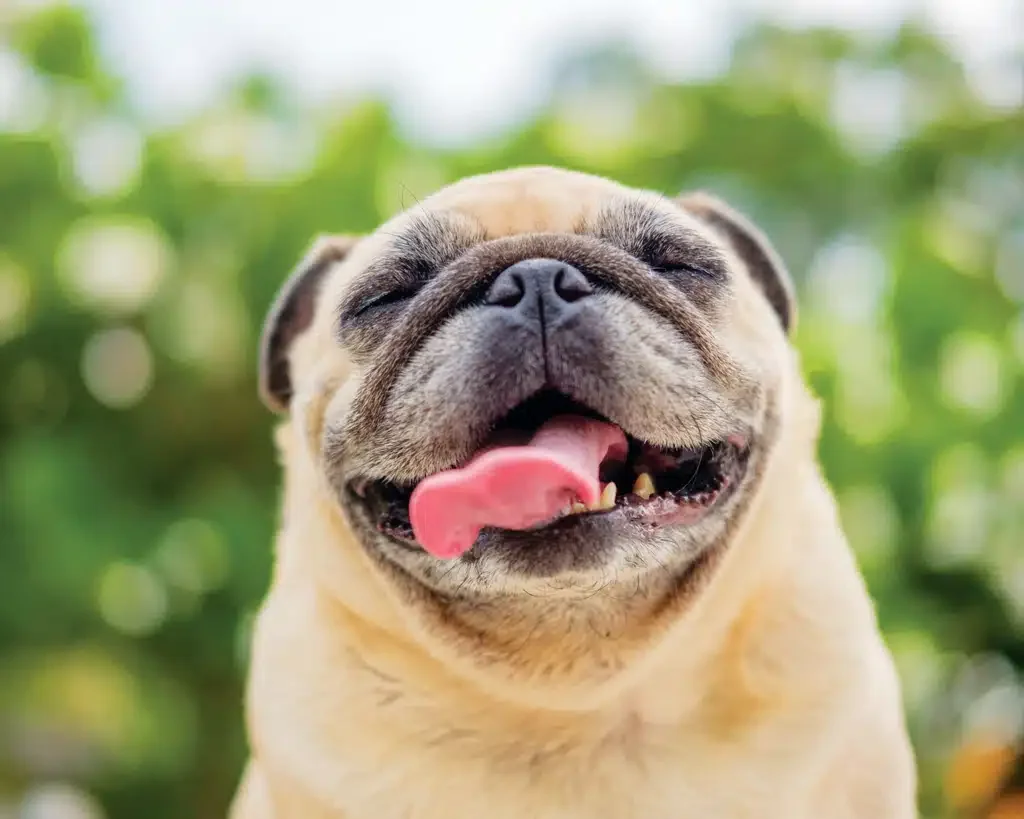 happy pug