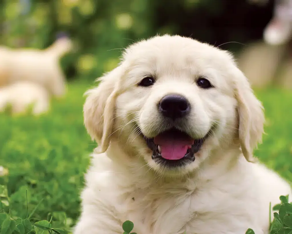 happy puppy