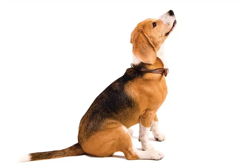 Beagle dog sitting