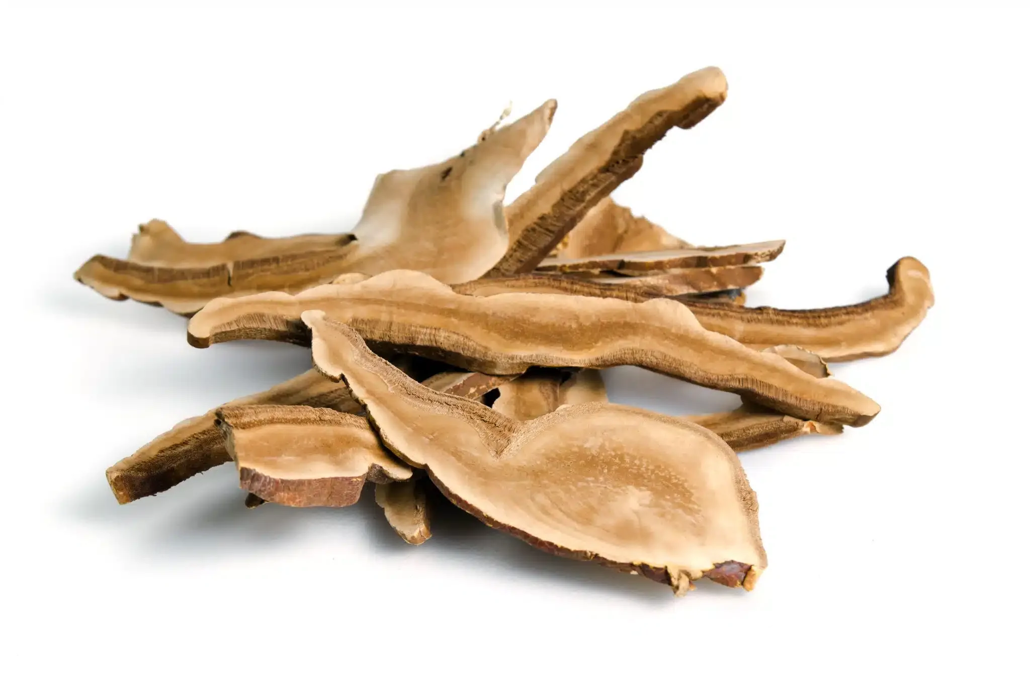 Reishi mushroom