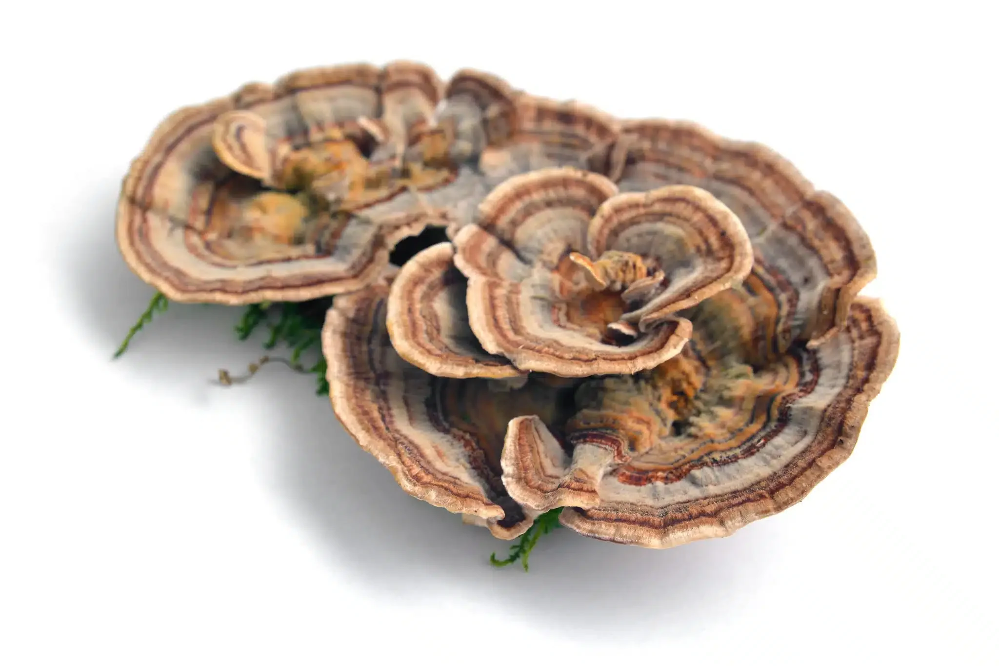 turkey tail mushroom