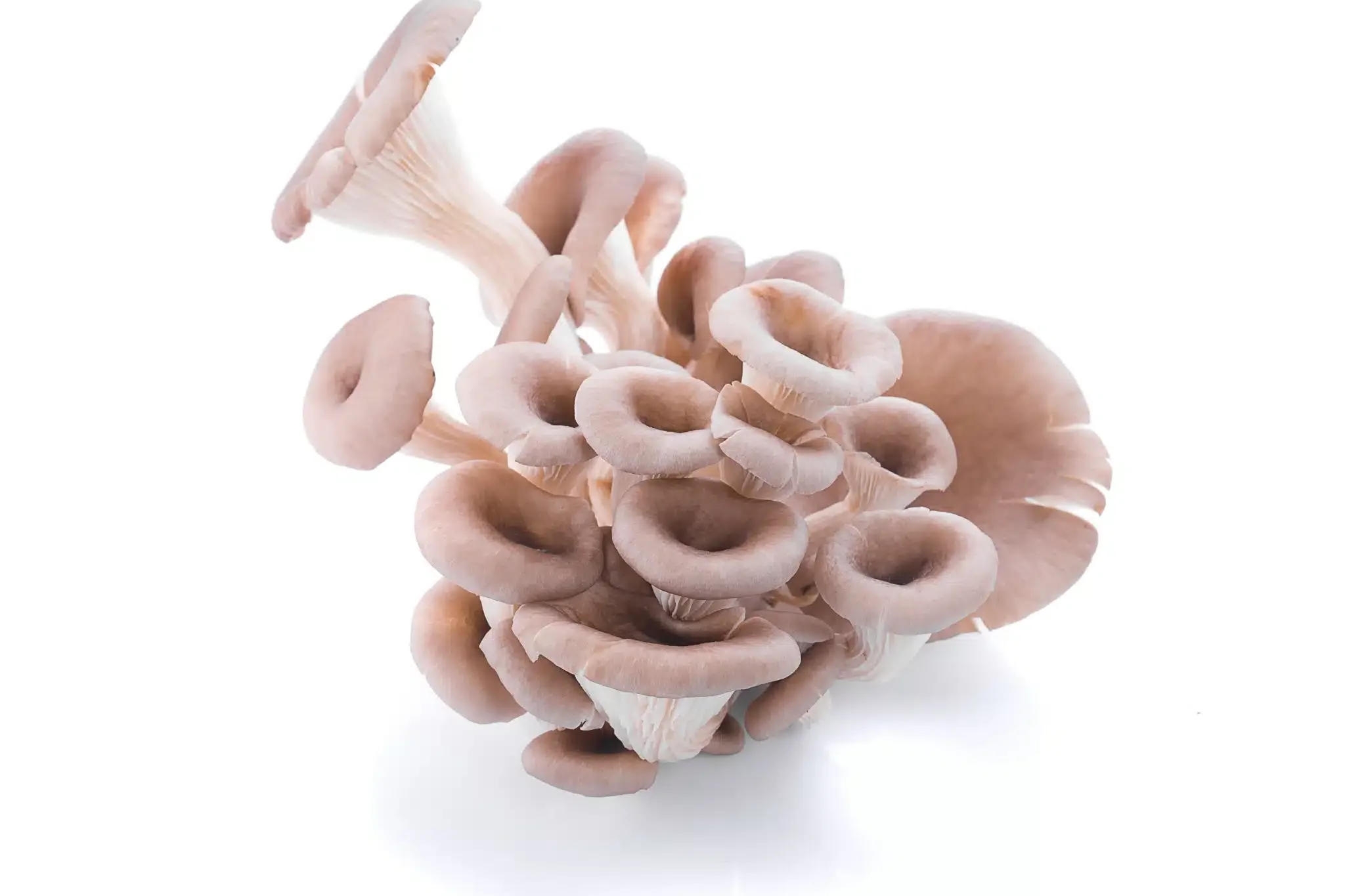 maitake Mushrooms