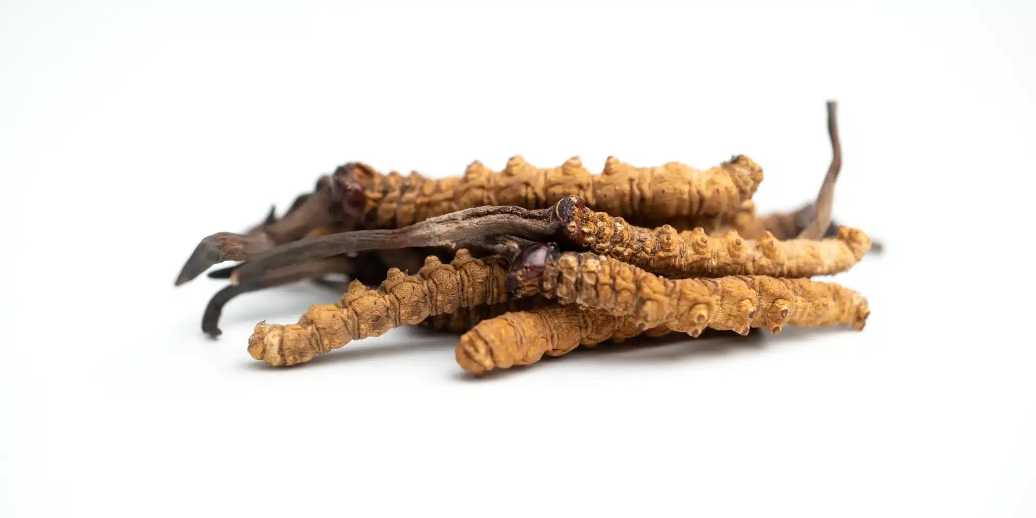 cordyceps