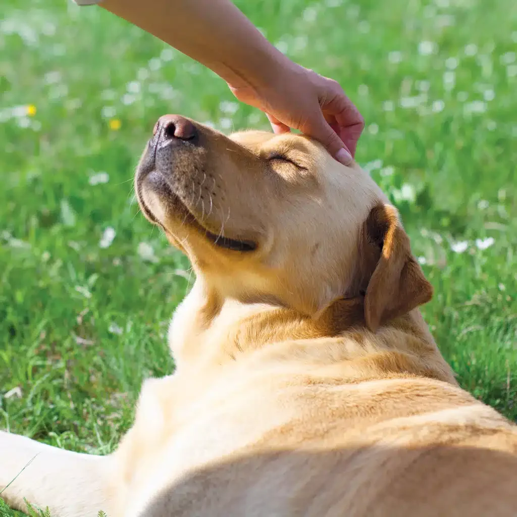 Pacagen dog allergy solution spray