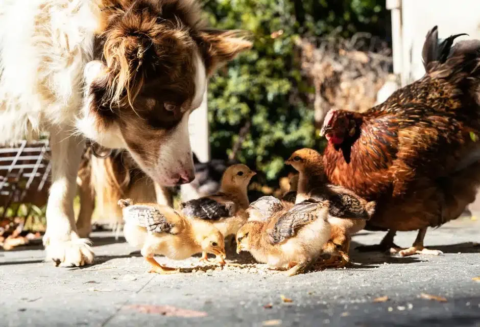 border collie protecting chicks