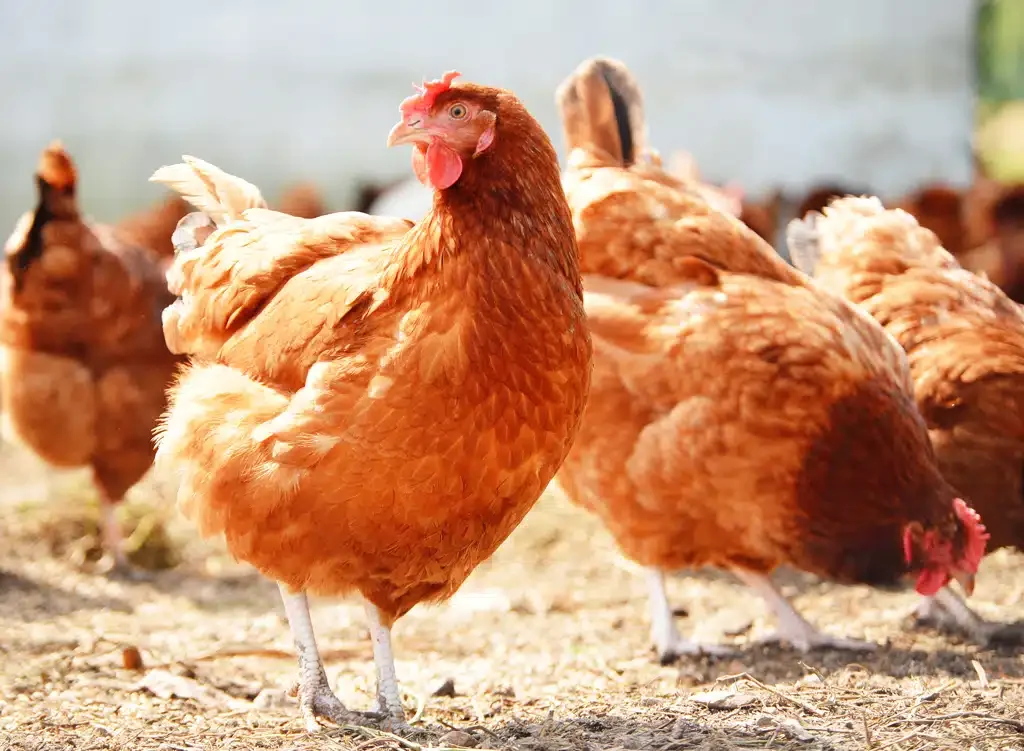 Chickens on traditional free range poultry farm