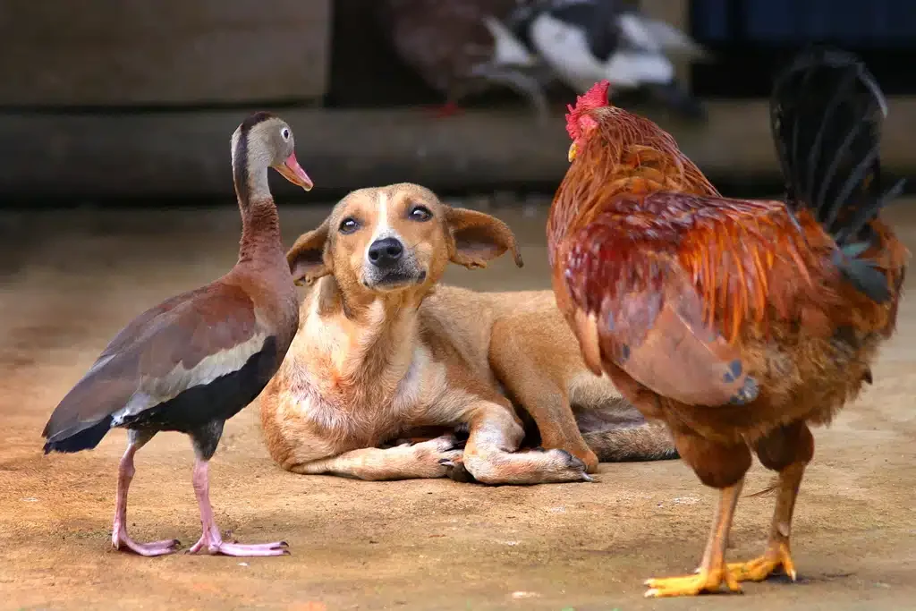 dog with duck and rooster