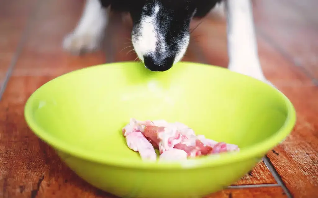 dog sniffing raw food in a bowl