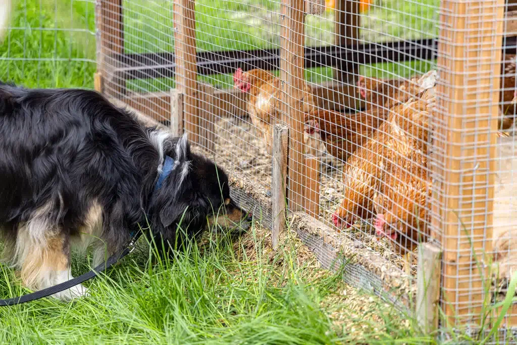 dog sniffing chicken coop