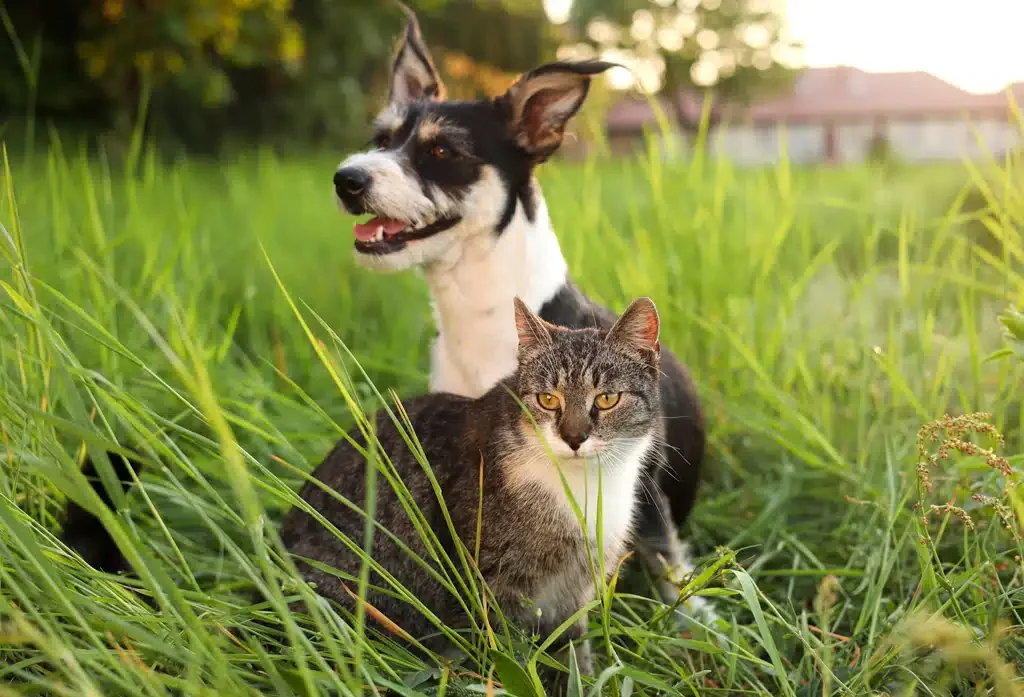 dog and cat outdoors