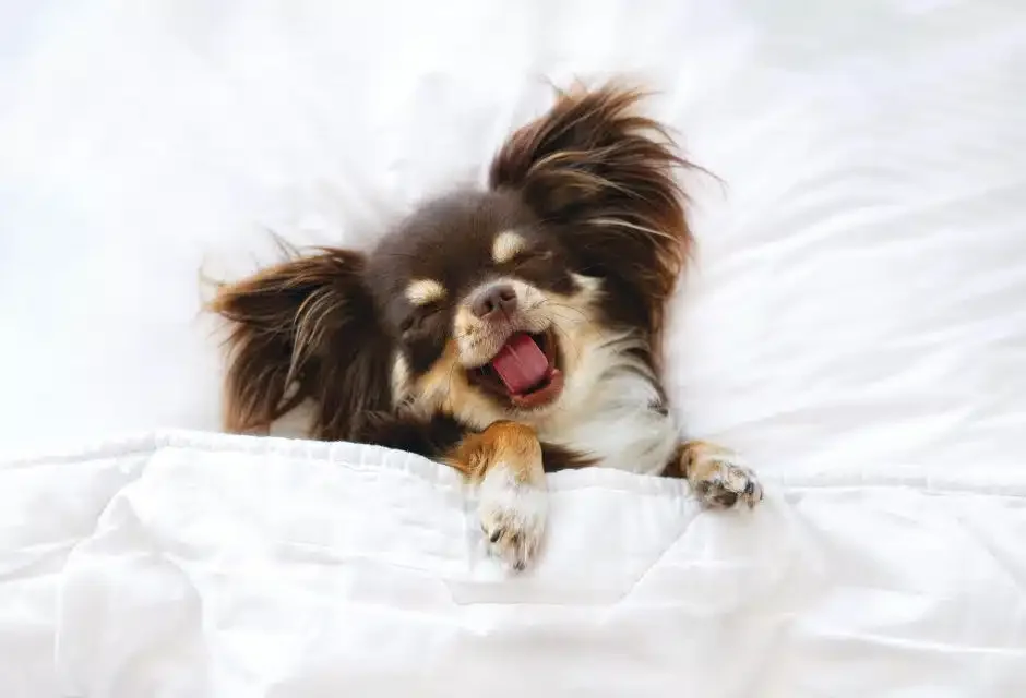cute sleepy chihuahua