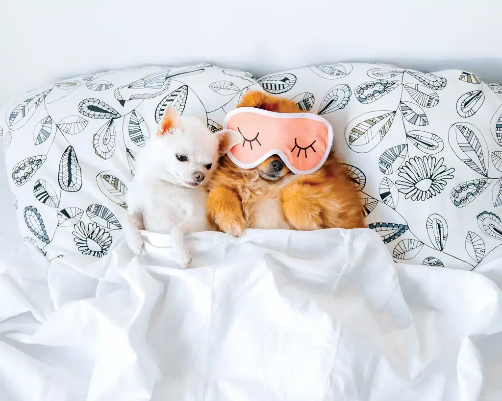 cute dogs sleeping
