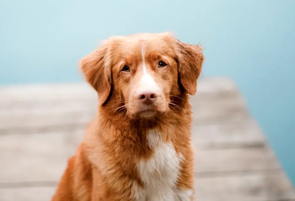 The Hidden Parasite in Lakes and Rivers That Could Infect Your Dog