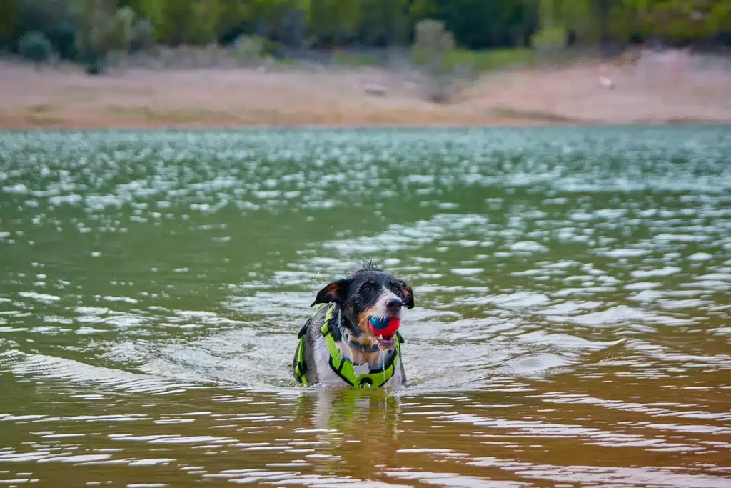 dog swimming in a lake
