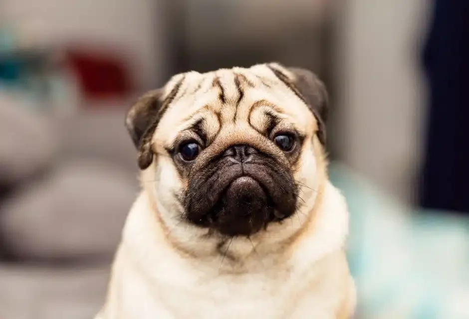 stressed dog