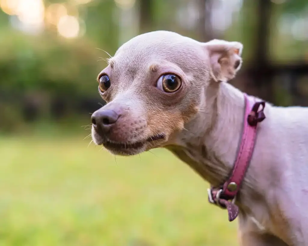 scared or stressed Russian toy terrier dog 