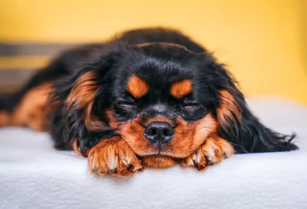 Adorable cavalier king charles spaniel sleeping