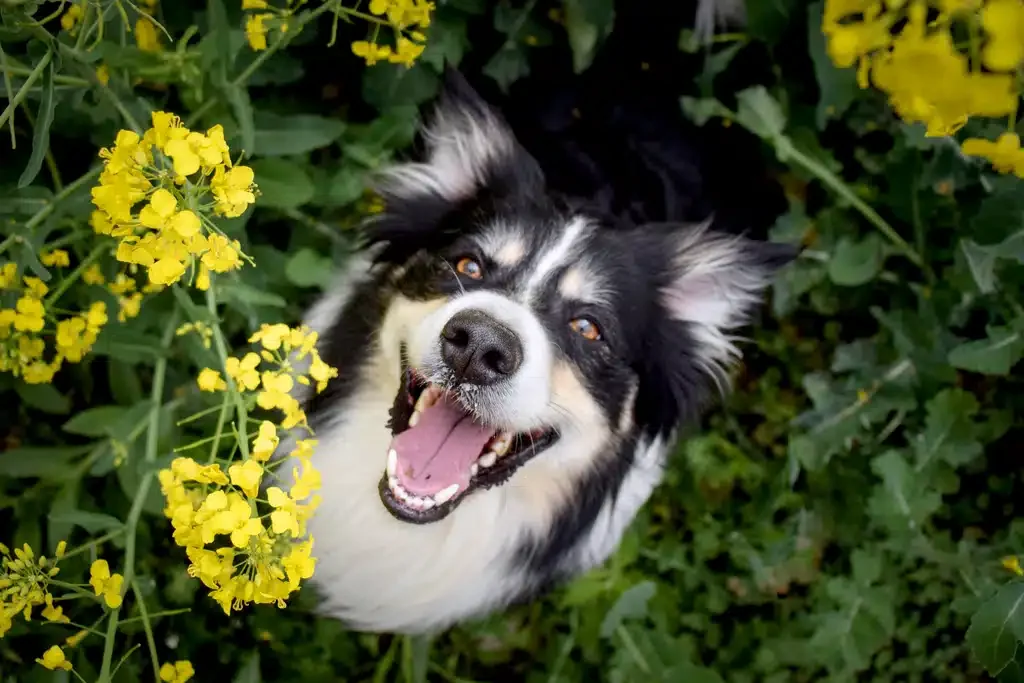 happy dog