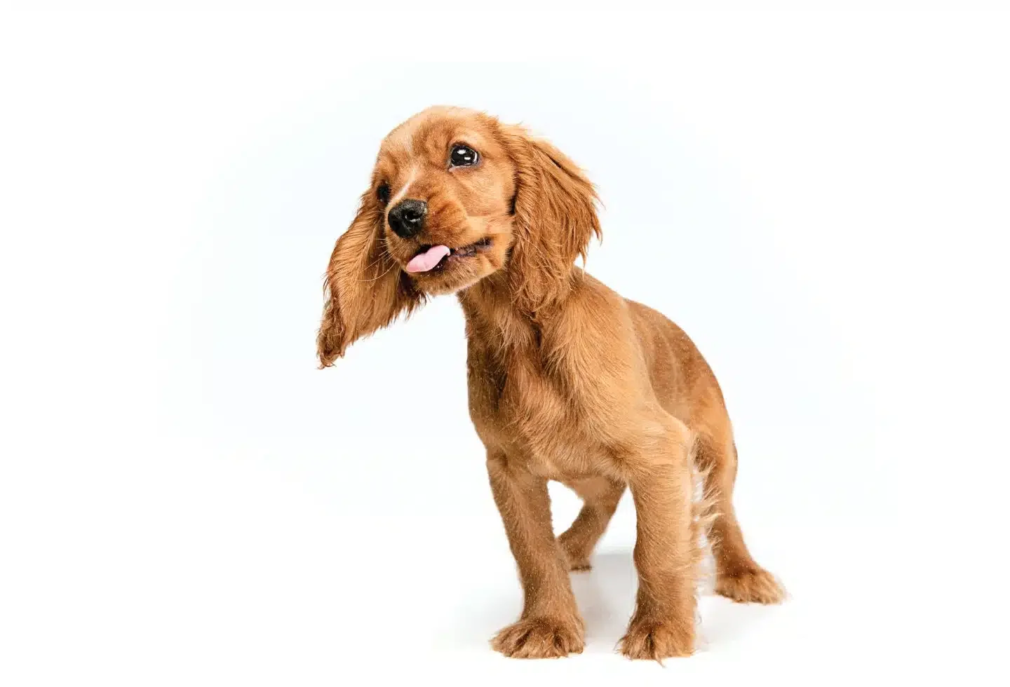 Canine Tummy Tamers: What to Give a Dog for an Upset Stomach